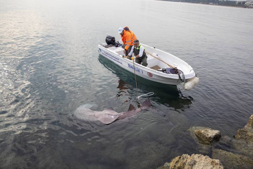 O ilimizde son 20 günde 2 köpekbalığı yakalandı! Deniz kıyısına gidenler dikkat etmeli 10
